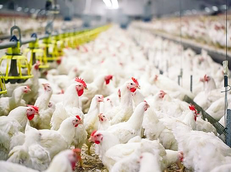 Tìm hiểu về các loại thuốc kháng sinh cho gà con và lưu ý khi sử dụng