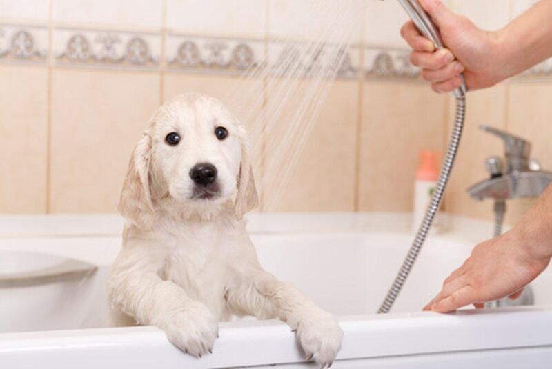 Loài chó không ghét nước, chúng chỉ ghét những tạp âm do không gian tắm và mùi hương của sữa tắm mang lại